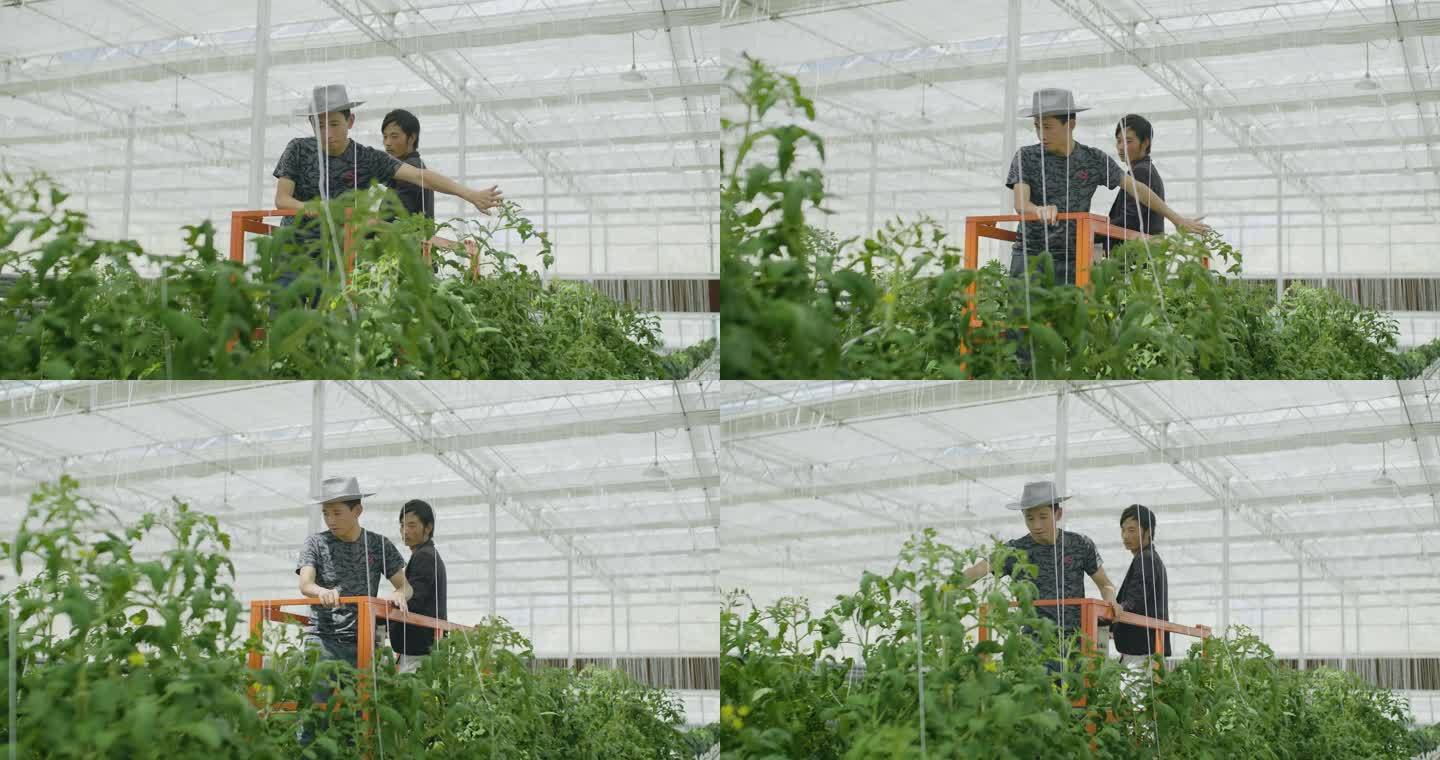 升降架大棚工人两旁番茄大棚蔬菜农业产业园