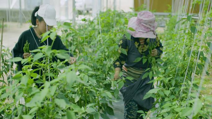 辣椒大棚 蔬菜 菜农 农村大棚 农村