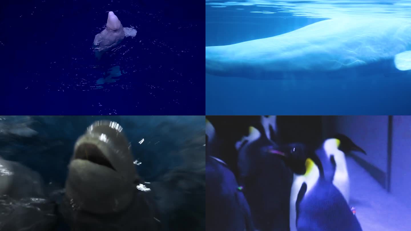 白鲸表演 饲养员 专业训练