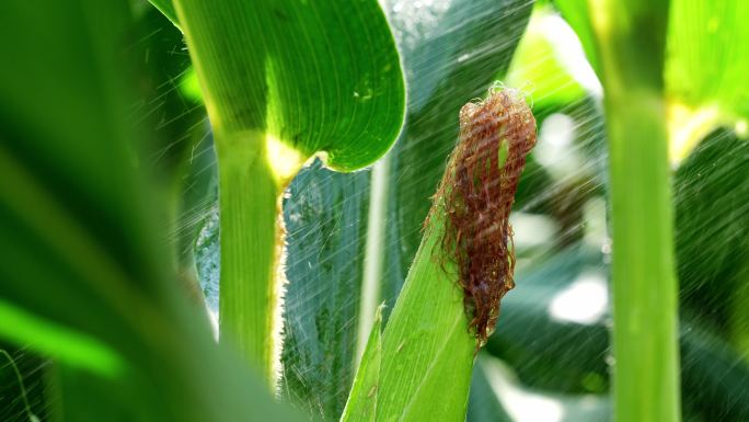 玉米农业丰收粮食雨滴绿色玉米