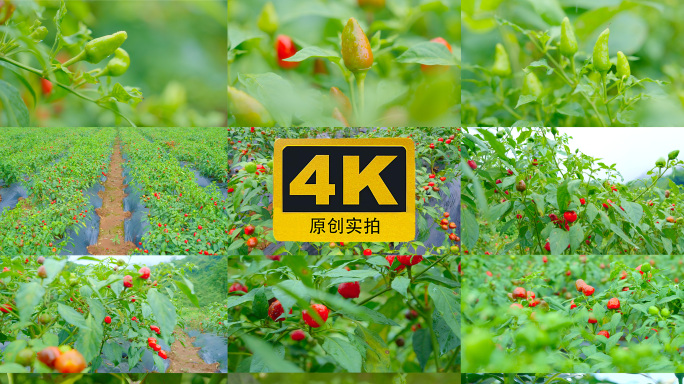 06辣椒种植辣椒苗树产业经济作物