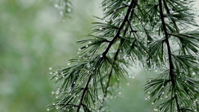 空镜森林松树摇晃松针雾气露水雨滴4K