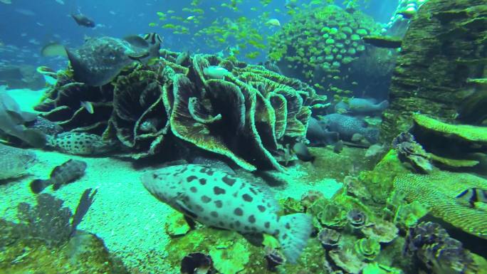 海龟 海底水草 游客参观