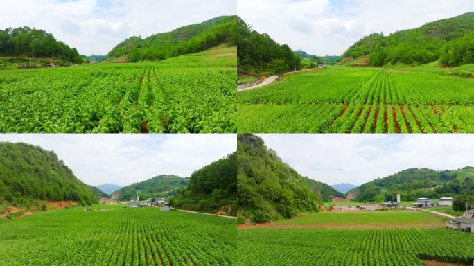 乡村振兴农业基地农村农田烟草烤烟种植航拍