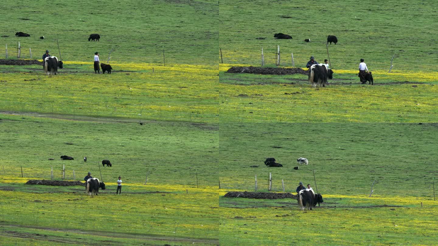 高原牧场牧民绿草地牦牛吃草-1