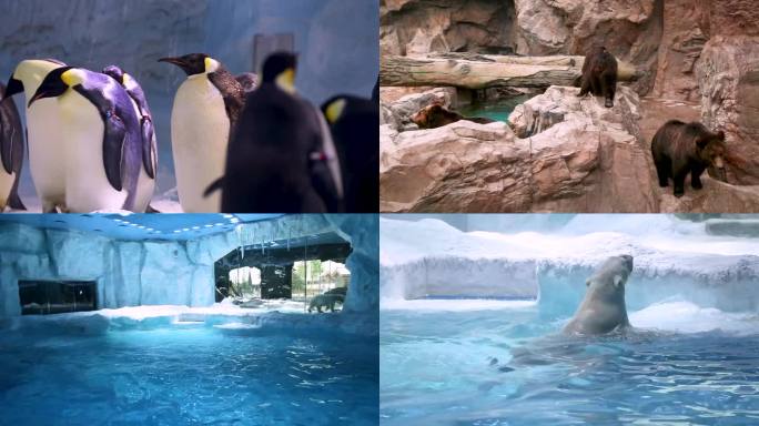 企鹅 北极生物 寒冷地域