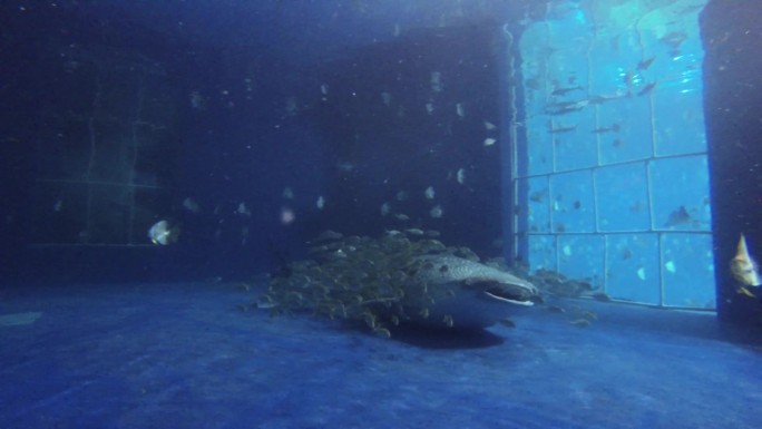 海龟 海底水草 游客参观