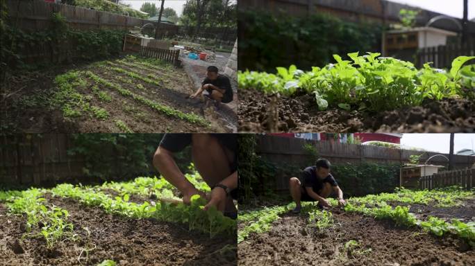 种菜菜园子小白菜