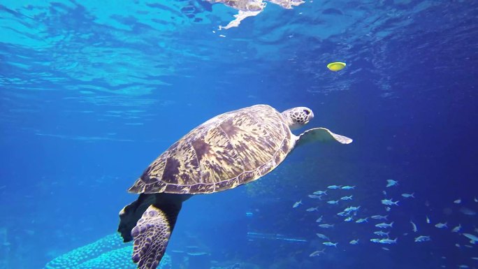 海龟 海底水草 游客参观