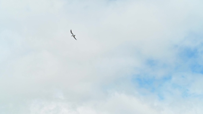 飞舞的海鸟海鸥