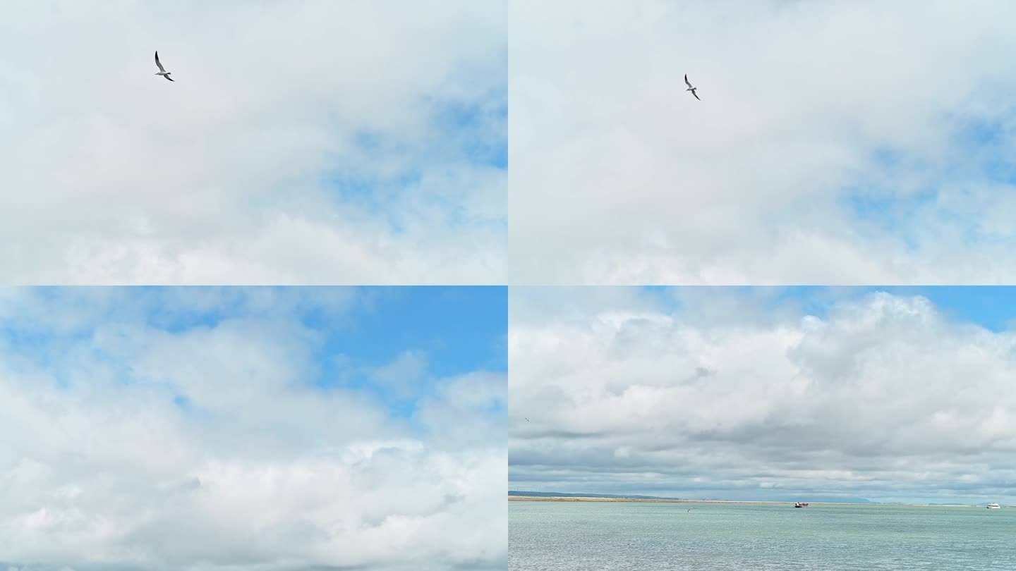 飞舞的海鸟海鸥