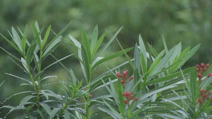 下雨天雨水落在绿叶上