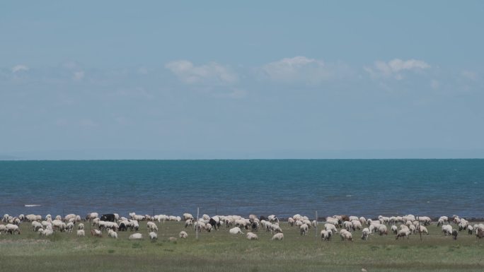 青海湖边的羊群