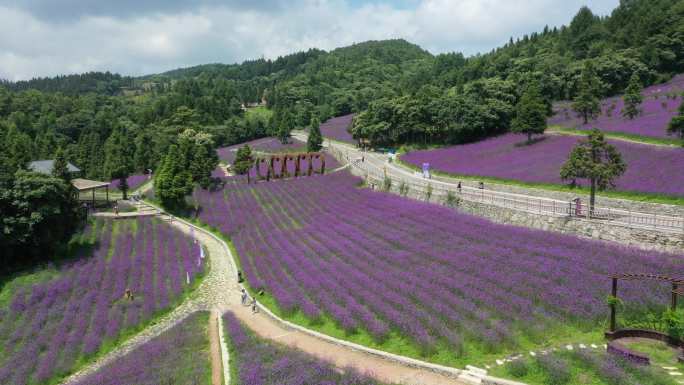 航拍湖北恩施巴东野三关铁厂花海景区