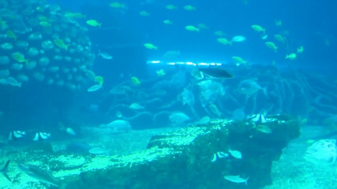 水族馆 海洋生物 游客观赏
