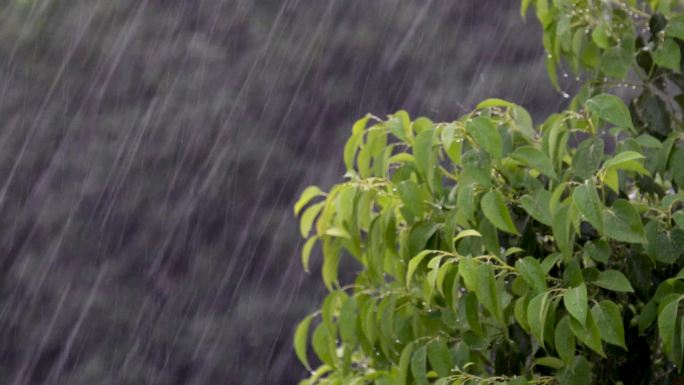 雨大雨树大风暴雨