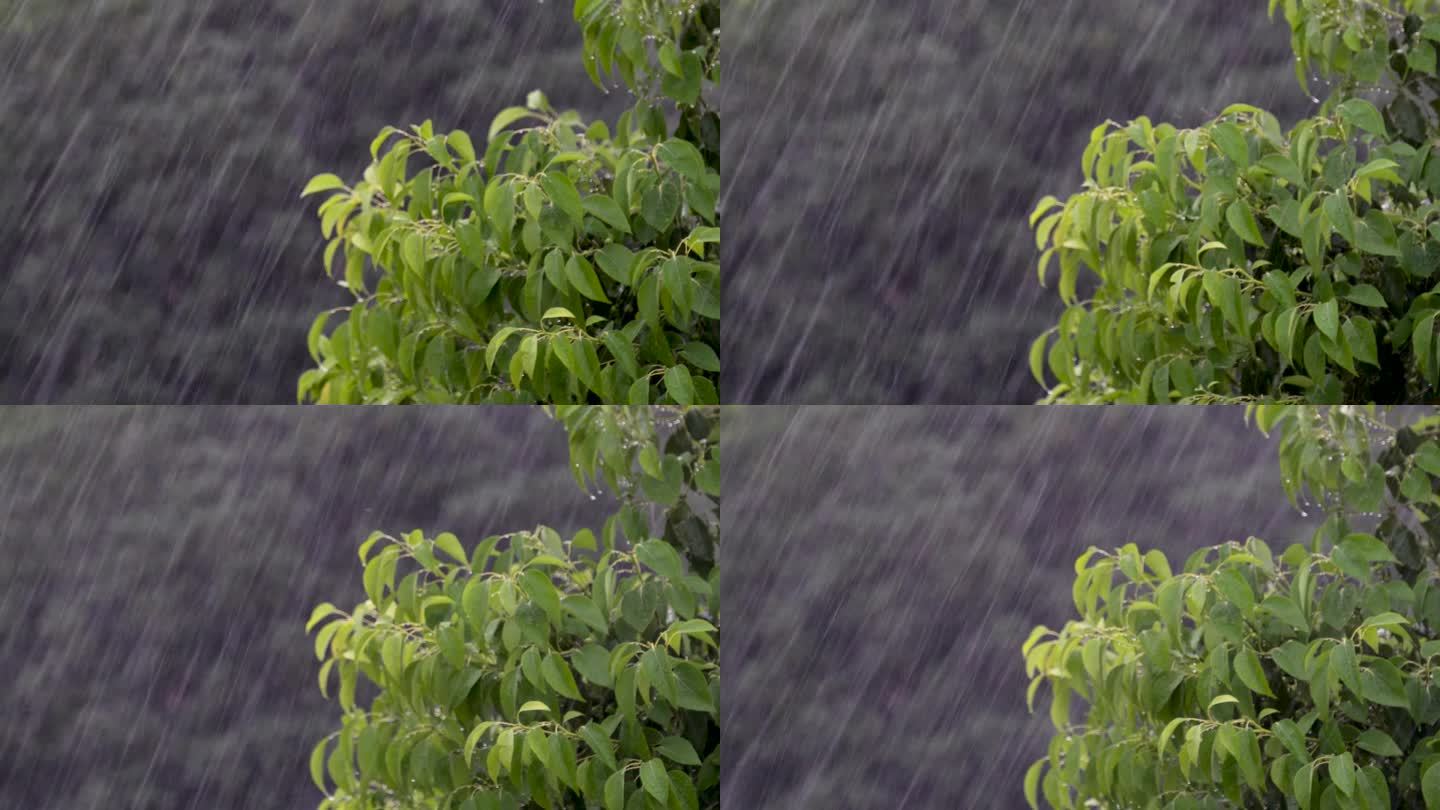 雨大雨树大风暴雨