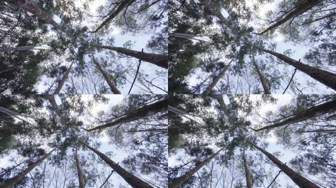 W云南普洱高大的乔树林仰拍特写