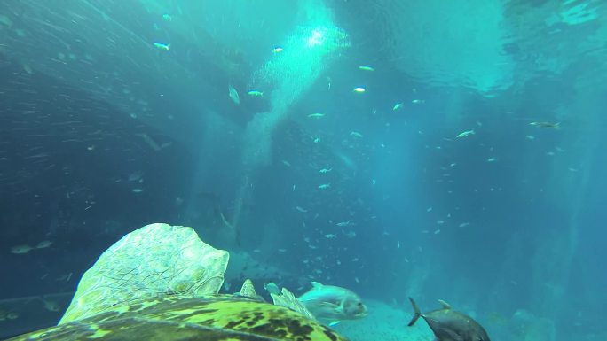 水下生物 鱼群集中 潜水