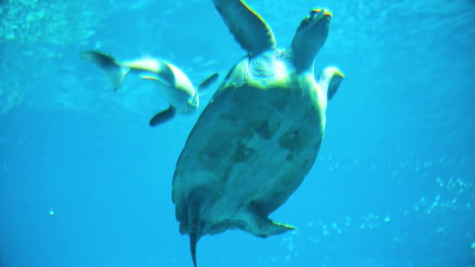 海洋生物 海洋馆 潜水员