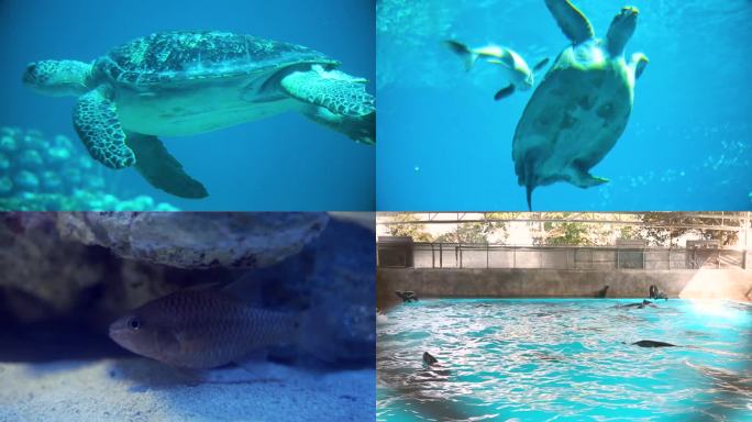 海洋生物 海洋馆 潜水员