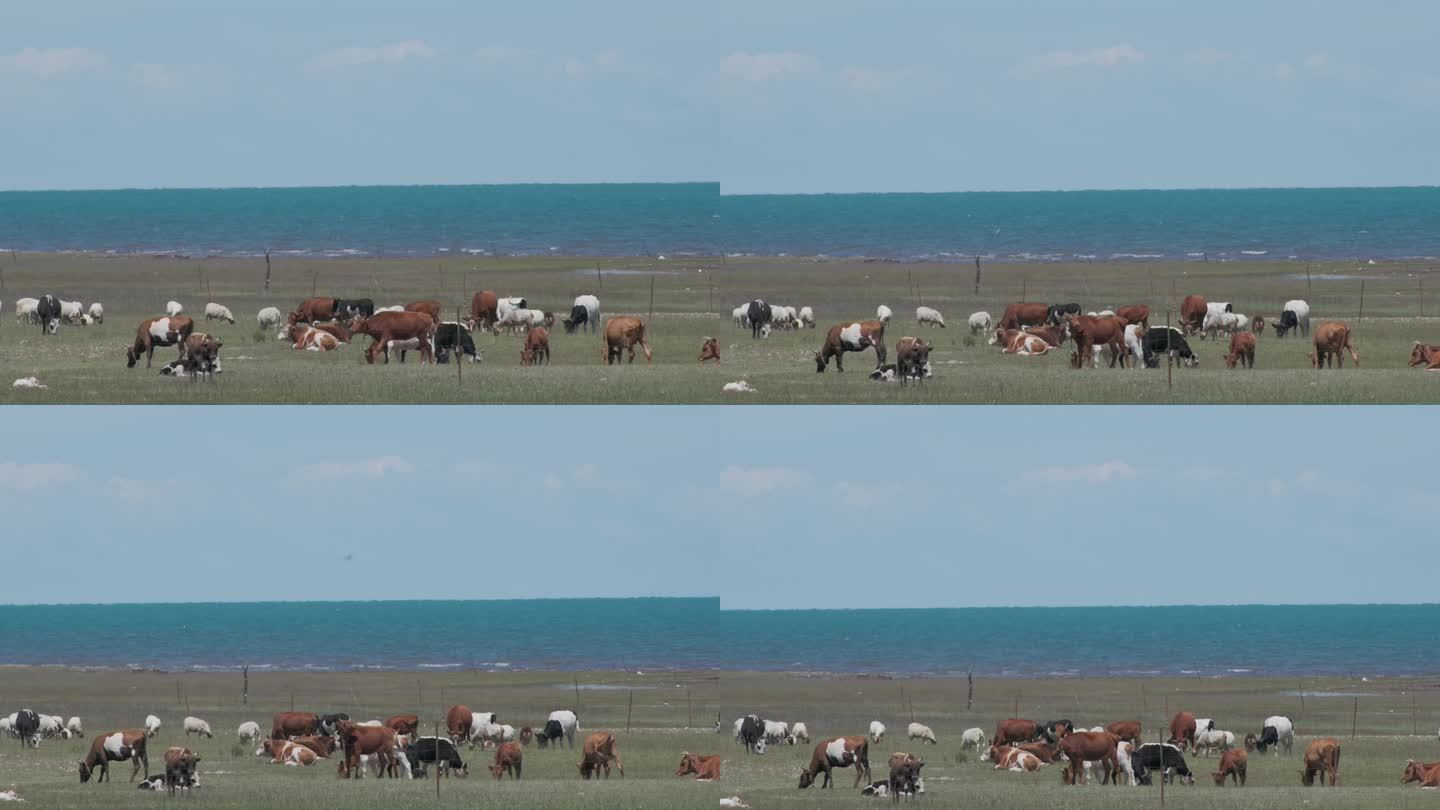 青海湖边的牛群