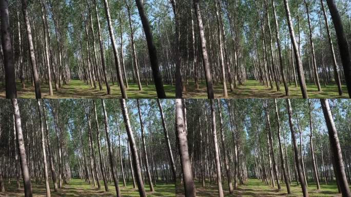 在树林间穿梭航拍 航拍杨树林