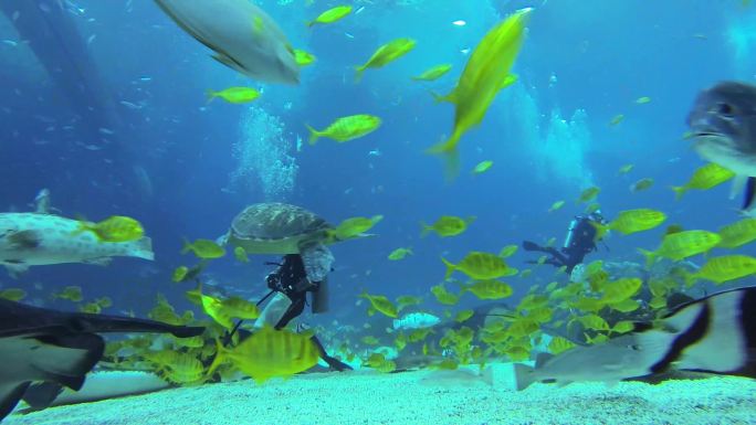 海洋公园 休闲娱乐 水中生物