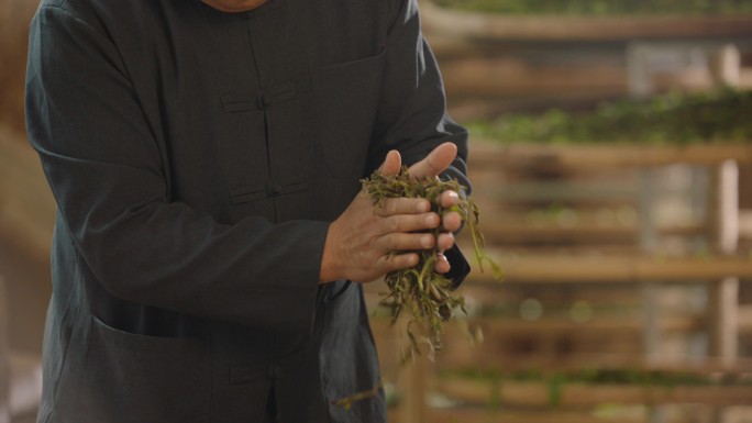 普洱茶 揉捻