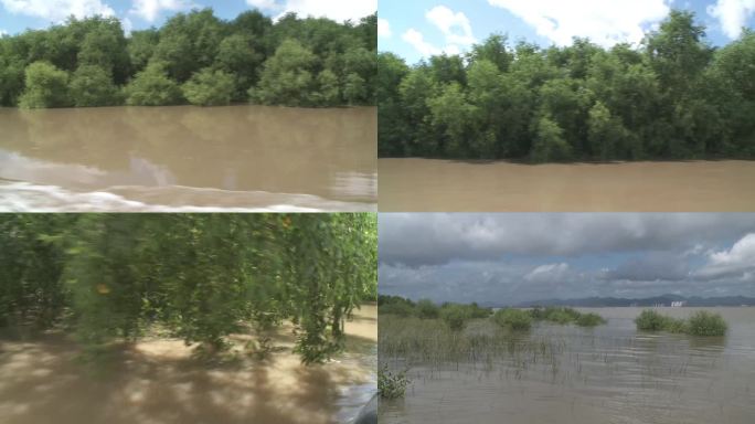 J广东珠海淇澳红树林湿地生态园实拍视频2