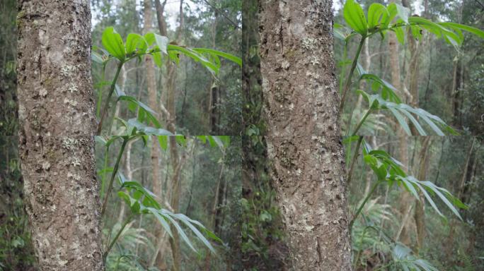 W云南普洱树干上的新枝条