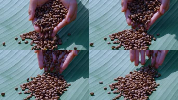 日晒咖啡豆的展示