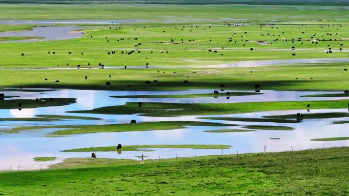 西藏那曲雪山脚下草原上河流边牦牛群航拍