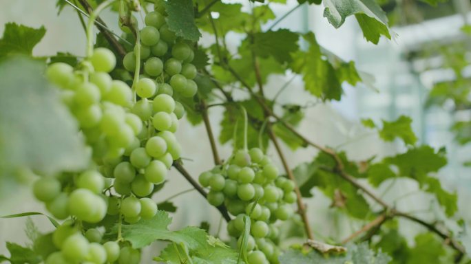 葡萄种植 青提 一串葡萄 玫瑰葡萄 农业
