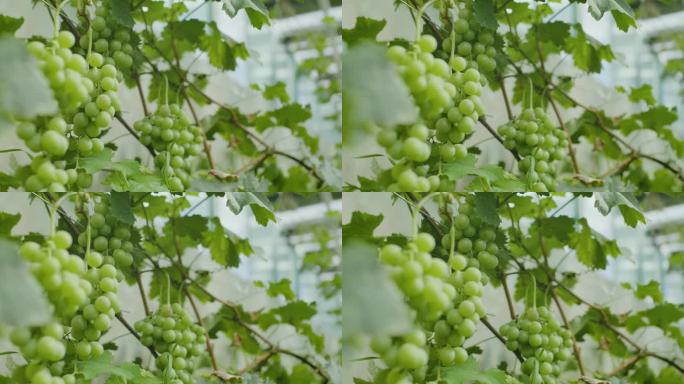 葡萄种植 青提 一串葡萄 玫瑰葡萄 农业
