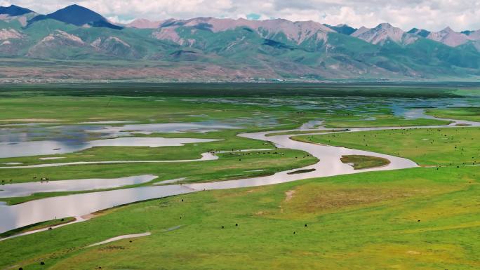 西藏那曲雪山脚下草原上河流边牦牛群航拍