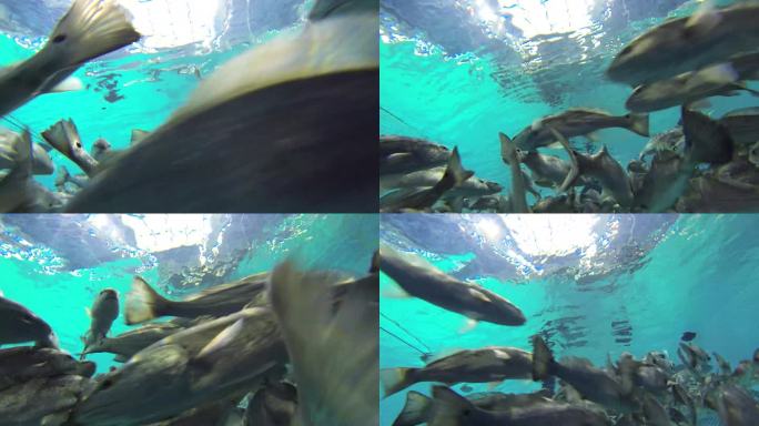 海洋馆 海洋生物 水下生物