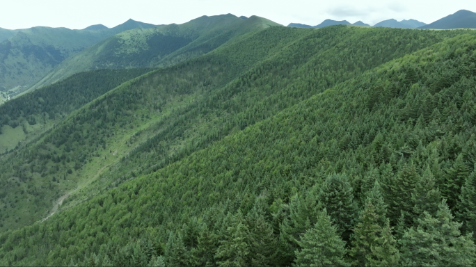 航拍原始森林大自然风景