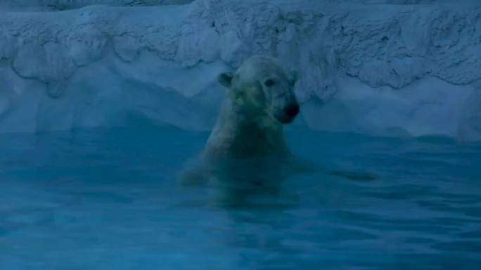 企鹅 北极生物 寒冷地域