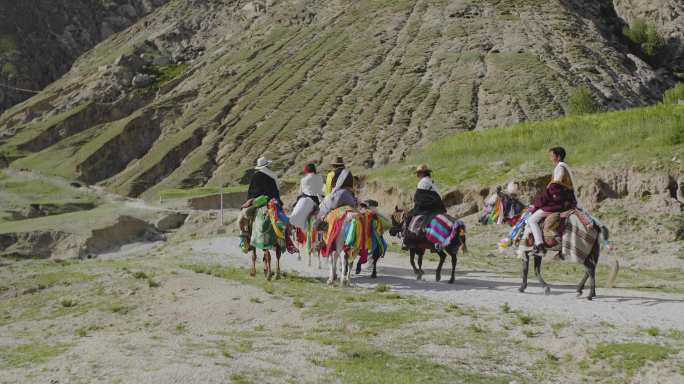 藏族骑士 高原骑士 骑马代步 家畜 动物