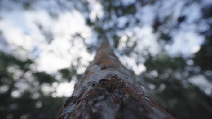 W云南普洱紧贴着高大乔树树干的仰拍视角