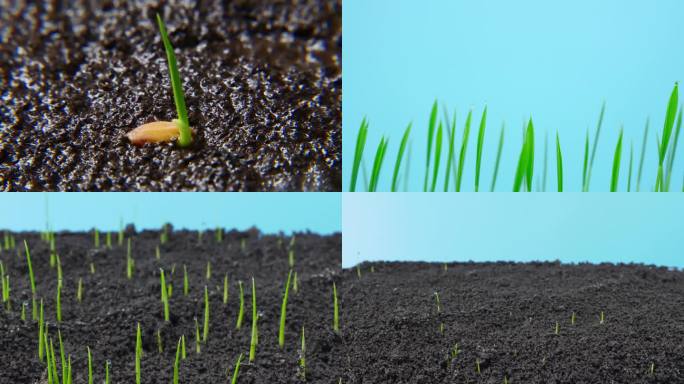 播种 水稻种子发芽 一粒种子