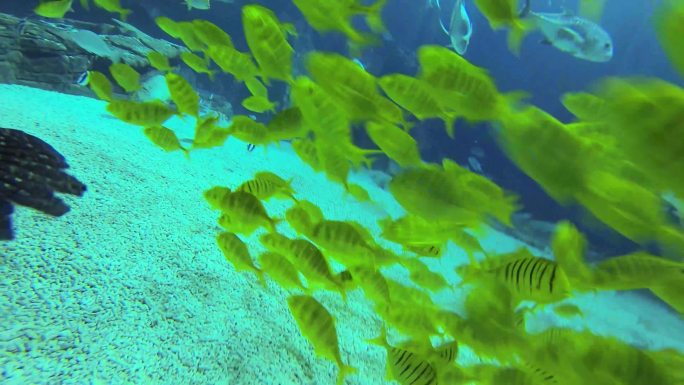 水下生物 鱼群集中 潜水