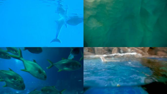 海洋馆 海洋生物 水下生物