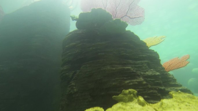 海洋馆 海洋生物 水下生物
