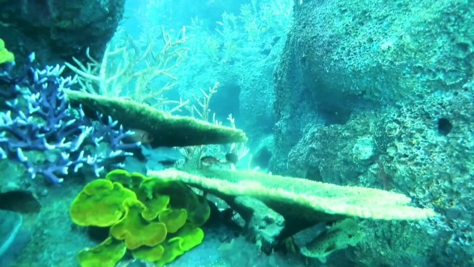 水下生物 环球影城 海洋馆