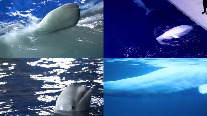 白鲸表演 饲养员 专业训练