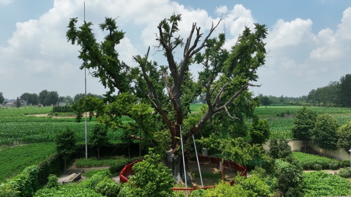 千年银杏树古树