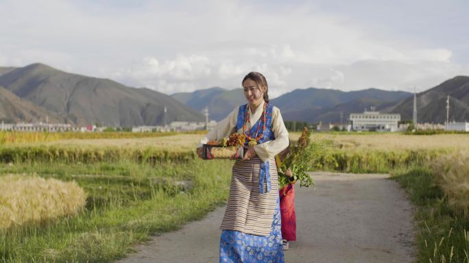 藏族女性服装 青稞田 藜麦田 麦田 农田