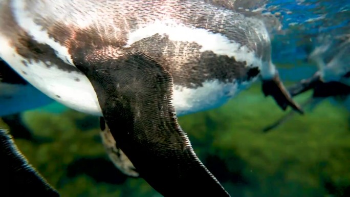 海洋馆 海洋生物 水下生物